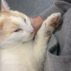 Images de profil de raphaelle - Blooming Pets - Petsitting et garde d'animaux à domicile