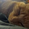 Images de profil de raphaelle - Blooming Pets - Petsitting et garde d'animaux à domicile