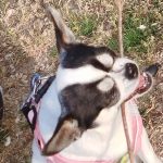 MAYA   Chihuahua Femelle - Garde d'animaux à domicile