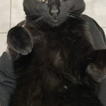Tsuyu   Chat de gouttière (Commun) Mâle stérilisé - Garde d'animaux à domicile