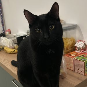 Images de profil de Yasmina - Blooming Pets - Petsitting et garde d'animaux à domicile