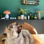 Neige   Sacré de Birmanie Femelle - Garde d'animaux à domicile
