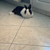 Images de profil de Emma - Blooming Pets - Petsitting et garde d'animaux à domicile