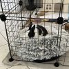 Images de profil de Emma - Blooming Pets - Petsitting et garde d'animaux à domicile