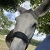 Images de profil de Emma - Blooming Pets - Petsitting et garde d'animaux à domicile