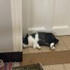 Images de profil de Emma - Blooming Pets - Petsitting et garde d'animaux à domicile