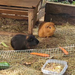 Tonnerre et Brindille
