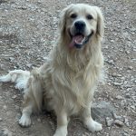 Taygo   Golden Retriever Mâle - Garde d'animaux à domicile