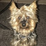 Dior   Yorkshire Terrier Mâle - Garde d'animaux à domicile
