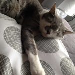Chanel   Chat de gouttière (Commun) Mâle stérilisé - Garde d'animaux à domicile