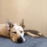 Lađko   Braque Français Mâle stérilisé - Garde d'animaux à domicile