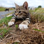 Patte blanche   Abyssin Femelle - Garde d'animaux à domicile