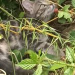 Yumi   Abyssin Femelle - Garde d'animaux à domicile