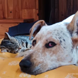 Images de profil de Elisa - Blooming Pets - Petsitting et garde d'animaux à domicile