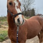 Joséphine   Origine Non Constatée (ONC) Femelle - Garde d'animaux à domicile