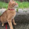 Images de profil de Ludivine - Blooming Pets - Petsitting et garde d'animaux à domicile