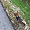 Images de profil de Ludivine - Blooming Pets - Petsitting et garde d'animaux à domicile