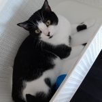 Ophélia   Chat de gouttière (Commun) Femelle - Garde d'animaux à domicile