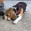 Images de profil de Laetitia - Blooming Pets - Petsitting et garde d'animaux à domicile