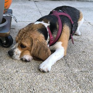 Images de profil de Laetitia - Blooming Pets - Petsitting et garde d'animaux à domicile