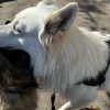 Images de profil de Derdrei - Blooming Pets - Petsitting et garde d'animaux à domicile