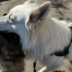 Images de profil de Derdrei - Blooming Pets - Petsitting et garde d'animaux Ă domicile
