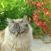 Images de profil de Christelle - Blooming Pets - Petsitting et garde d'animaux à domicile