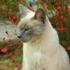 Images de profil de Christelle - Blooming Pets - Petsitting et garde d'animaux à domicile