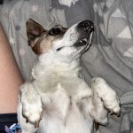 Idefix   Jack Russell Terrier Mâle stérilisé - Garde d'animaux à domicile