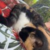 Images de profil de Maëva - Blooming Pets - Petsitting et garde d'animaux à domicile