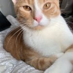 Bébé   Chat de gouttière (Commun) Mâle stérilisé - Garde d'animaux à domicile