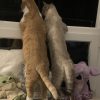 Images de profil de Morgane - Blooming Pets - Petsitting et garde d'animaux à domicile