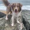 Images de profil de Morgane - Blooming Pets - Petsitting et garde d'animaux à domicile