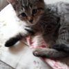 Images de profil de Morgane - Blooming Pets - Petsitting et garde d'animaux à domicile
