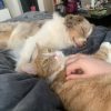 Images de profil de Morgane - Blooming Pets - Petsitting et garde d'animaux à domicile