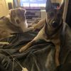 Images de profil de Morgane - Blooming Pets - Petsitting et garde d'animaux à domicile