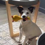 Woody   Jack Russell Terrier Mâle - Garde d'animaux à domicile