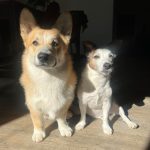 Yoshi   Welsh Corgi Pembroke Mâle stérilisé - Garde d'animaux à domicile