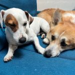 Ben   Jack Russell Terrier Mâle stérilisé - Garde d'animaux à domicile