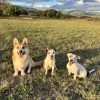 Images de profil de Kim Anne - Blooming Pets - Petsitting et garde d'animaux à domicile