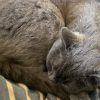 Images de profil de Livia - Blooming Pets - Petsitting et garde d'animaux à domicile