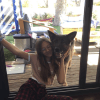 Images de profil de Livia - Blooming Pets - Petsitting et garde d'animaux à domicile