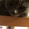 Images de profil de Livia - Blooming Pets - Petsitting et garde d'animaux à domicile