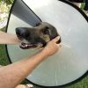 Images de profil de Livia - Blooming Pets - Petsitting et garde d'animaux à domicile