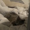 Images de profil de Livia - Blooming Pets - Petsitting et garde d'animaux à domicile