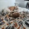 Images de profil de Chloé - Blooming Pets - Petsitting et garde d'animaux à domicile