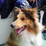 Pepper   Berger des Shetland Mâle stérilisé - Garde d'animaux à domicile