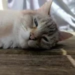Plume   European Shorthair (Européen) Femelle - Garde d'animaux à domicile