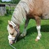 Images de profil de Angèle - Blooming Pets - Petsitting et garde d'animaux à domicile