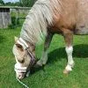 Images de profil de Angèle - Blooming Pets - Petsitting et garde d'animaux à domicile